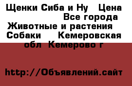 Щенки Сиба и Ну › Цена ­ 35000-85000 - Все города Животные и растения » Собаки   . Кемеровская обл.,Кемерово г.